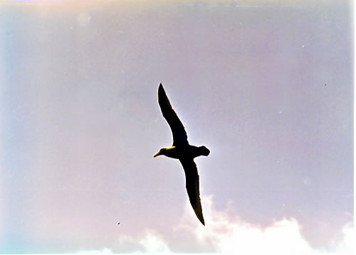 Albatrossi